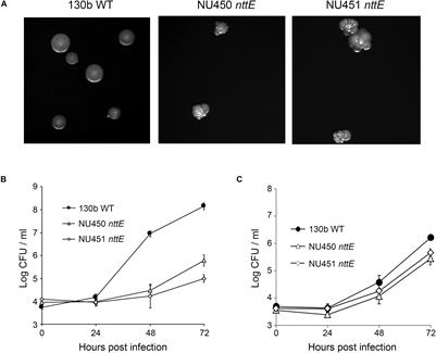 Structure, Dynamics and Cellular Insight Into Novel Substrates of the Legionella pneumophila Type II Secretion System